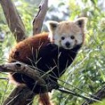 Illustration du profil de Mll panda roux
