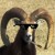 Illustration du profil de Mouflon